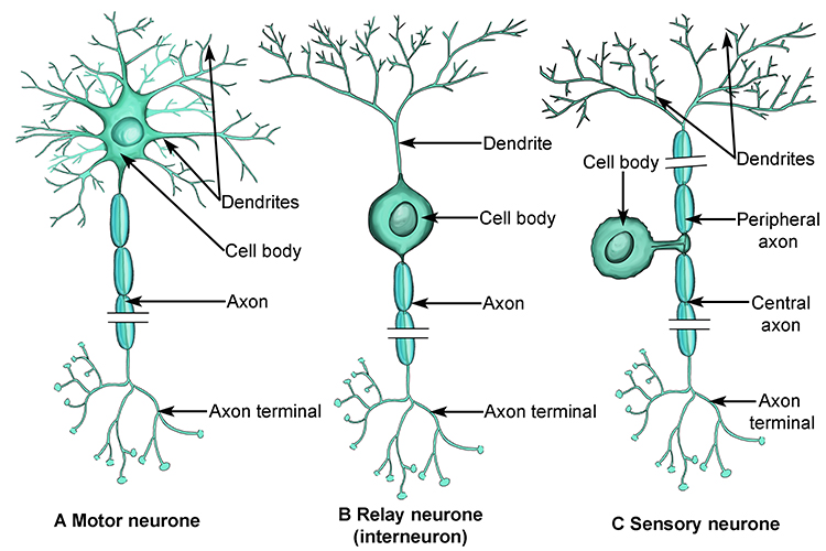 Sensory Neuron Labeled Neurons Structure Types How They Work 